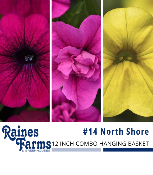 #14: North Shore 12 Inch Combo Hanging Basket